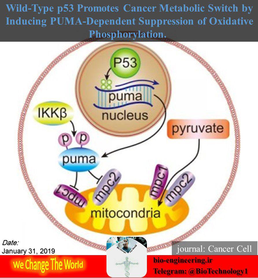 تناقضی بزرگ در مکانیسم سرطان ; پروتئین p53 که موجب گسترش بیماری می‌شود!