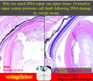 آنزیم‌های ترمیم کننده DNA می‌توانند برای سلول زیان بار باشند‼️ | آنزیم‌های ترمیم کننده DNA | انواع ترمیم dna | ترمیم dna در باکتریها | دایمر تیمین | عوامل آلکیله کننده ژنوم | مرگ سلول | Necrosis | بیوتکنولوژی | زیست فناوری | سعید کارگر | سعید کارگر بیوتکنولوژی