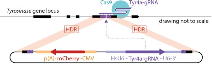 Extended Data Fig. 2: Rosa26-cas9 and H11-cas9 constitutive lineages have different numbers of unique NHEJ indels | وراثت ژنتیکی |  CRISPR/Cas9 | ویرایش اطلاعات ژنتیکی | ویرایش ژنوم | ژنتیک فعال |  زیست پزشکی | توارث چند ژن | ژن تیروزیناز | کنترل رنگ مو