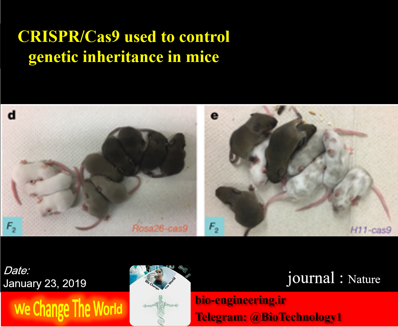 Saeed Kargar, [03.03.19 20:01] به‌کارگیری CRISPR/Cas9 در کنترل وراثت ژنتیکی در موش‌ها Summary: بیولوژیست‌ها با استفاده از تکنولوژی ژنتیک فعال، اولین سازوکار جهان که مبتنی بر CRISPR/Cas9 است را برای کنترل وراثت ژنتیکی در یک پستاندار ایجاد کردند. این دستاورد در موش زمینه های لازم برای پیشرفت های بیشتر بر اساس این تکنولوژی، از جمله تحقیقات بیومدیکال ( زیست پزشکی) در بیماری های انسانی را فراهم می‌آورد. ممکن است مدل های حیوانی آینده برای بیماری های پیچیده ژنتیکی انسان، مانند آرترید و سرطان، که در حال حاضر امکان پذیر نمی باشد ساخته شوند | وراثت ژنتیکی | CRISPR/Cas9 | ویرایش اطلاعات ژنتیکی | ویرایش ژنوم | ژنتیک فعال | زیست پزشکی | توارث چند ژن | ژن تیروزیناز | کنترل رنگ مو