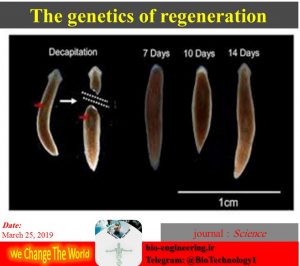 ☑️ کشف مکانیسم تنظیمی بازتولید بدن توانایی برخی از موجودات در بازتولید قسمت‌های مختلف بدن یکی از جالب‌ترین بخش‌های علم زیست شناسی است که کنجکاوی‌های بسیاری را برانگیخته است. در مسیر اکتشاف این قابلیت شگفت انگیز، جنبه‌های نوینی از آن آشکار شده است. ایجاد آسیب‌های شدید در این موجودات موجب یک بازآرایی عظیم در ژنوم آنها و به دنبال آن بیان یک سری ژن‌های خاص خواهد شد که در نهایت بخش‌های مختلف بدن را از نو تولید خواهند کرد. کلید آغاز این بازارایی ژنومی یک ژن تنظیم کننده به نام( early growth response (EGR است. نتایج حاصل از توالی یابی وجود این ژن در سایر گونه‌ها همانند انسان را نیز به اثبات رسانده است. نکته مهم در یافته‌های جدید نقش یک ناحیه غیرکد کننده در DNA موجودات است که خود وظیفه تنظیم کنندگی ژن EGR را به عهده دارد. از این رو به نظر می‌رسد تحقیقات آتی در موجودات عالی‌تر همانند پستانداران باید بر ارتباطات بین ژنی و نواحی غیرکدکننده ژنوم متمرکز باشد. ▶️ @Biotechnology1 ▶️ bio-engineering.ir Study uncovers genetic switches that control process of whole-body regeneration Date: March 14, 2019 Source: Harvard University Summary: Researchers are shedding new light on how animals perform whole-body regeneration, and uncovered a number of DNA switches that appear to control genes used in the process.