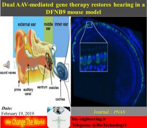 بیش از نیمی از موارد ناشنوایی مادرزادی منشاء ژنتیکی دارند. یکی از شایعترین موارد این بیماری DFNB9 نام دارد که به دلیل جهش اتوزوم مغلوب در ژن کد کننده پروتئین otoferlin ایجاد می‌شود. در حال حاضر متداولترین روش درمان این بیماران پیوند حلزون گوش است. در تازه‌ترین تلاش انجام گرفته برای درمان این بیماری از روش ژن درمانی (Gene therapy) استفاده شده است. به این منظور توالی cDNA ژن هدف به دو قسمت تبدیل شده و هرکدام در یک وکتور ویروسی AAV بارگزاری شده است. وکتور طراحی شده به این صورت dual AAV نام دارد. تزریق این سیستم وکتوری به حلزون گوش بیماران در مدل موشی موجب نوترکیبی cDNA سالم با ژن معیوب و به دنبال آن بازیابی قدرت شنوایی موش‌های ناشنوا شده است. نتایج حاصل از این درمان که به گفته محققین آن فراتر از انتظار آنها بوده است، تائیدی دیگر بر کارایی ژن درمانی و پتانسیل آن در جایگزینی روش‌های سنتی است. بیوتکنولوژی | زیست فناوری | بیولوژی | مهندسی علوم زیستی