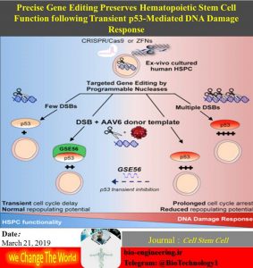 ویرایش ژنوم | CRISPR | کریسپر | پروتئین p53 | سیستم اندونوکلئازی | انگشت روی | zinc-finger | وکتور AAV | سلول‌های بنیادی پیش ساز خونی [ Photo ] ☑️ بهبود عملکرد ویرایش ژنوم به کمک نوکلئازهای اختصاصی روش‌های ویرایش ژنوم و در صدر آنها کریسپر امیدواری محققان را برای درمان بیماری‌های ژنتیکی افزایش داده است، اما در مسیر عملیاتی شدن این روش‌ها همچنان موانعی وجود دارد که باید برداشته شوند. یکی از موانع استفاده از CRISPR در درمان بیماری‌های خونی مانند کم خونی داسی شکل و تالاسمی، فعال شدن پروتئین p53 در واکنش به شکست‌های دو رشته‌ای در DNA و به دنبال آن غیرفعال شدن سلول است. تلاش‌های صورت گرفته برای حل این مشکل منجر به طراحی یک اندونوکلئاز دقیق شده است تا به وسیله آن حدالقل برش ممکن در ژنوم ایجاد شود. در این روش یک سیستم اندونوکلئازی CRISPR/Cas9 به همراه دمین انگشت روی (zinc-finger) طراحی شده است که علاوه بر کاهش چشم‌گیر برش‌های انجام گرفته در ژنوم توالی لازم برای ترمیم آنها را نیز در قالب یک وکتور AAV با خود حمل می‌کند. استفاده از این سیستم در سلول‌های بنیادی پیش ساز خونی (HSPC) بر خلاف تلاش‌های قبلی قدرت تقسیم و تمایز آنها را همچنان حفظ می‌کند. | بیوتکنولوژی | زیست فناوری | بیولوژی | مهندسی علوم زیستی | سعید کارگر