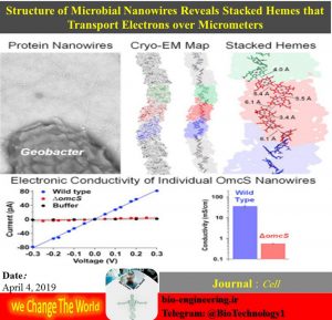 کشف سیم زیستی در باکتری‌های رسانا! اگرچه وجود برخی از خصوصیات ویژه در میکروارگانیسم‌ها برای دانشمندان اثبات شده است اما گاهی اوقات نبود امکانات دقیق مانع درک جزئیات و به تبع آن استفاده از این خصوصیات می‌شود. یک مثال بارز در این خصوص توانایی رسانایی باکتری Geobacter sulfurreducens است که کشف جزئیات مولکولی آن موجب حیرت محققان شده است. تصور قبلی بر این بود که رسانایی این باکتری به دلیل حضور نوعی از پیلی در آن باشد اما بررسی‌های انجام گرفته به کمک میکروسکوپ الکترونی (cryo-electron microscopy) ساختار پروتئینی ویژه‌ای را نمایان می‌کند. این ساختار جالب که 100/000 بار از یک تار مو نازکتر است شامل یک پوشش پروتئینی است که ذرات فلزی را احاطه کرده‌اند و شباهت عجیبی به سیم‌های رسانای الکتریکی دارد. کشف این ساختار ویژه پیشرفت بزرگی در ارتباط کارامدتر علم الکترونیک و زیست شناسی محسوب می‌شود.