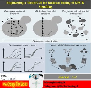 گیرنده‌های G پروتئینی عامل تنوع پاسخ‌های زیستی هستند گیرنده‌های وابسته به G-پروتئین(GPCRs) فراوانترین نوع گیرنده‌های سطح سلول هستند. این گیرنده‌ها واسطه اثرگذاری بیش از نیمی از داروهای انسانی هستند از این رو شناخت مکانیسم عملکرد آنها در مسیر طراحی کارآمدتر داروها حائز اهمیت است. محققان به کمک مدل‌های ریاضی مختلف، تغییرات مختلفی را در اجزای شرکت کننده در سیگنال‌دهی گیرنده‌های G-پروتئینی اعمال کرده‌اند تا به این ترتیب پاسخ گونه‌های مهندسی شده مخمر به تغییرات محیطی را ارزیابی کنند. واریته‌های مختلف از مخمرهای مهندسی شده به این شیوه، واکنش‌های مختلفی به متغیرهای مشابه می‌دهند. این نتایج که با مدل‌های طراحی شده همخوانی دارند، تائیدی بر فرضیه محققان است که در آن تنوع ژنتیکی را یکی از عوامل اختلاف در اجزای G-پروتئین‌ها و به دنبال آن واکنش‌های مختلف به داروهای مشابه می‌دانند. Scientists genetically engineer yeast to improve understanding of how cells work Date: April 4, 2019 Source: St John's College, University of Cambridge Summary: Academics have genetically modified yeast cells to help scientists control how they react to their environment in a more desirable way. Yeast was chosen because it shares key characteristics with human cells -- most importantly that it can sense its environment using G protein-coupled receptors (GPCRs). The study will help scientists understand how diseased cells function.