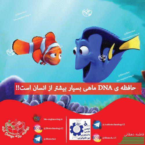 حافظه ی DNA ماهی، بسیار بیشتر از انسان است.!
