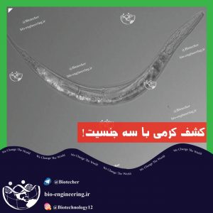 کرمی با سه جنسیت A Worm With Three Sexes نماتودها Auanema.sp کرم میکروسکوپی آلت جنسی نر هرمافرودیت کرم در آبهای شور