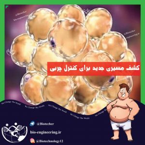 محققین مسیر جدیدی برای کنترل شکل گیری چربی تشخیص دادند محققین نشان دادند که افزایش بیان miR-26 از افزایش وزن موش با رژیم غذایی پرچربی جلوگیری می کند. miR-26 از بیان پروتئین FBXL19 که در تشکیل سلول های چربی نقش دارد جلوگیری می کند. محققین با حذف خانواده ژنی این miRNAs با تکنیک کریسپر نشان دادند که وزن این موش ها با رژیم غذایی معمولی دو تا سه برابر بافت چربی آن ها افزایش پیدا می کند.APCs adipocyte progenitor cells miR-26 family microRNAs transgenic overexpression خانواده ژنی miRNAs