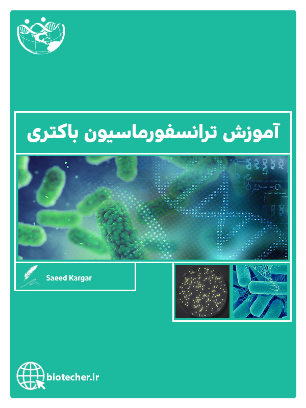 آموزش ترانسفورماسیون باکتری - بیوتکر