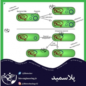 پلاسمید چیست؟ | عملکرد پلاسمید | انواع اختصاصی پلاسمید ها | کاربرد پلاسمیدها