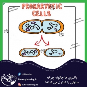 چرخه سلولی، باکتری، E.coli، DNA، همانند سازی DNA، تکثیر ژن