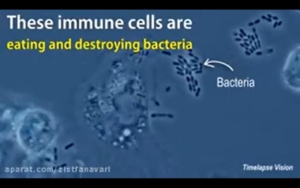 فیلم واقعی از فاگوسیت باکتری ها توسط ماکروفاژ به همراه تصاویر شماتیک بیوتکنولوژی زیست فناوری سعید کارگر