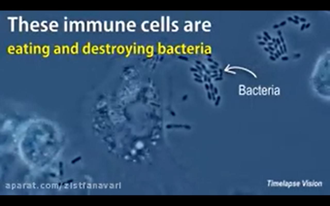 فیلم واقعی از فاگوسیت باکتری ها توسط ماکروفاژ به همراه تصاویر شماتیک