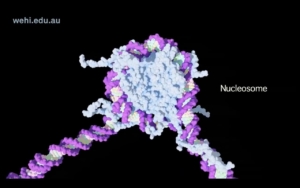 غیر فعال شدن کروموزوم x و اپی ژنتیک بیوتکنولوژی زیست فناوری سعید کارگر biotechnology