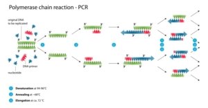 واکنش زنجیره‌ای پلیمراز (به انگلیسی: Polymerase Chain Reaction) که مخفف آن PCR می‌باشد. واکنش زنجیره‌ای پلیمراز (PCR) تکنیکی در زیست‌شناسی مولکولی است