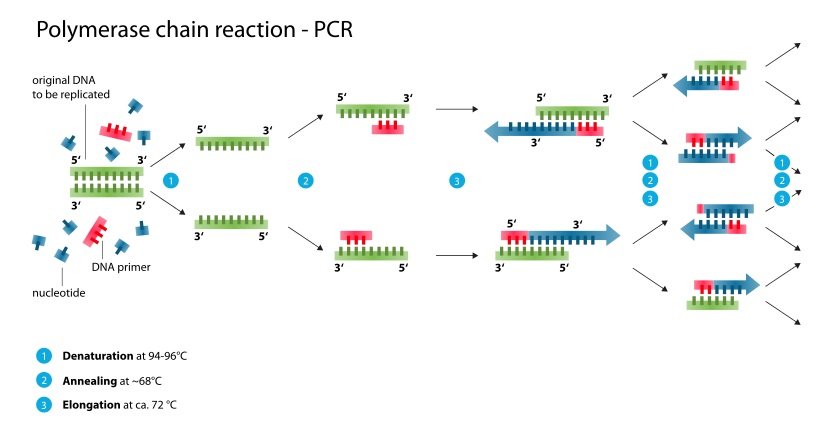 واکنش زنجیره‌ای پلیمراز  | Polymerase Chain Reaction