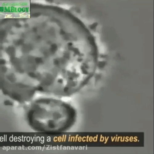 سلول کشنده طبیعی در حال تخریب یک سلول آلوده به ویروس