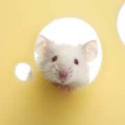 دانشمندان به تازگی یک مولکولی کوچک از میتوکندری به نام BAM15 را شناسایی کرده اند که باعث کاهش توده چربی بدن موش ها بدون تأثیر در مصرف مواد غذایی و توده عضلات یا افزایش دمای بدن می شود.