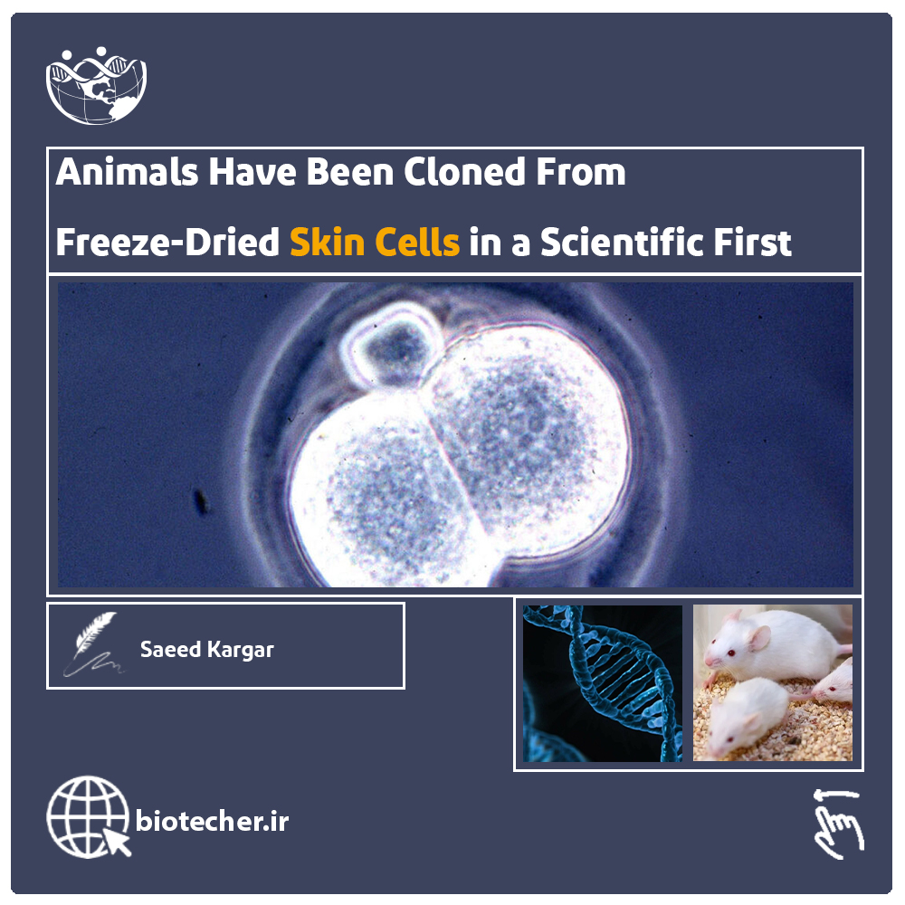 تولید موش زنده سالم با استفاده از سلول های پوستی برای اولین بار