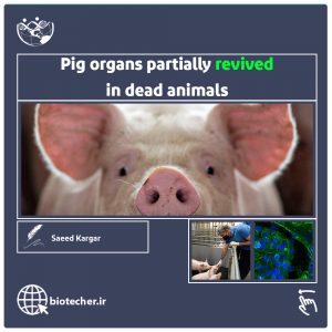 زنده کردن اندام های حیاتی خوک بعد از مرگ آن - بیوتکر
