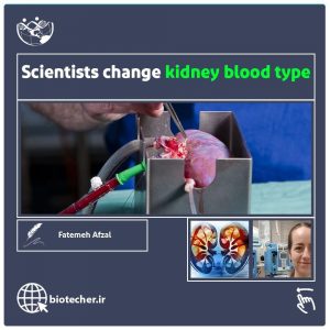 محققان توانستند گروه خونی کلیه  اهداکنندگان را تغییر دهند