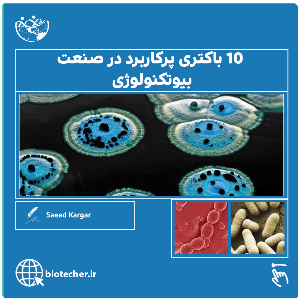 10 باکتری پرکاربرد در بیوتکنولوژی