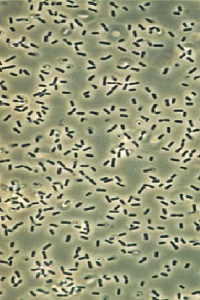 بیوتکنولوژی میکروبی چیست؟ کاربردهای باکتری Bacillus subtilis در بیوتکنولوژی - باکتری باسیلوس سوبتیلیس