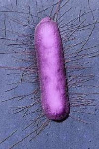 بیوتکنولوژی میکروبی چیست؟ کاربردهای باکتری Escherichia coli در بیوتکنولوژی - باکتری اشریشیا کلای