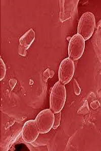 بیوتکنولوژی میکروبی چیست؟ کاربردهای باکتری Lactococcus lactis در بیوتکنولوژی - باکتری لاکتوکوکوس لاکتیس