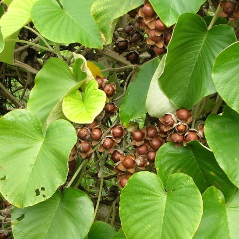 بذرهای هاوایی بیبی وودروز Hawaiian baby woodrose seeds