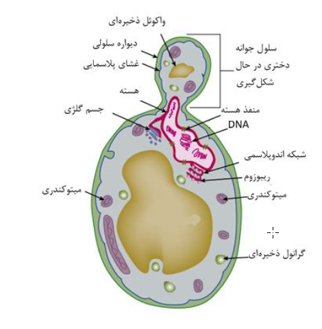 مخمر و قارچ های رشته ای در بیوتکنولوژی | بیوتکر