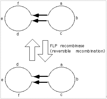 شکل 23 پلاسمید 2 میکرونی مخمر. دو شکل مختلف از پلاسمید 2 میکرونی نشان داده شده است. آنزیم Flp ریکامبیناز جایگاههای
FRT را تشخیص میدهد و آنها را نوترکیب میکند، بنابراین یک نیمه پلاسمید را نسبت به نیمه دیگر میچرخاند.