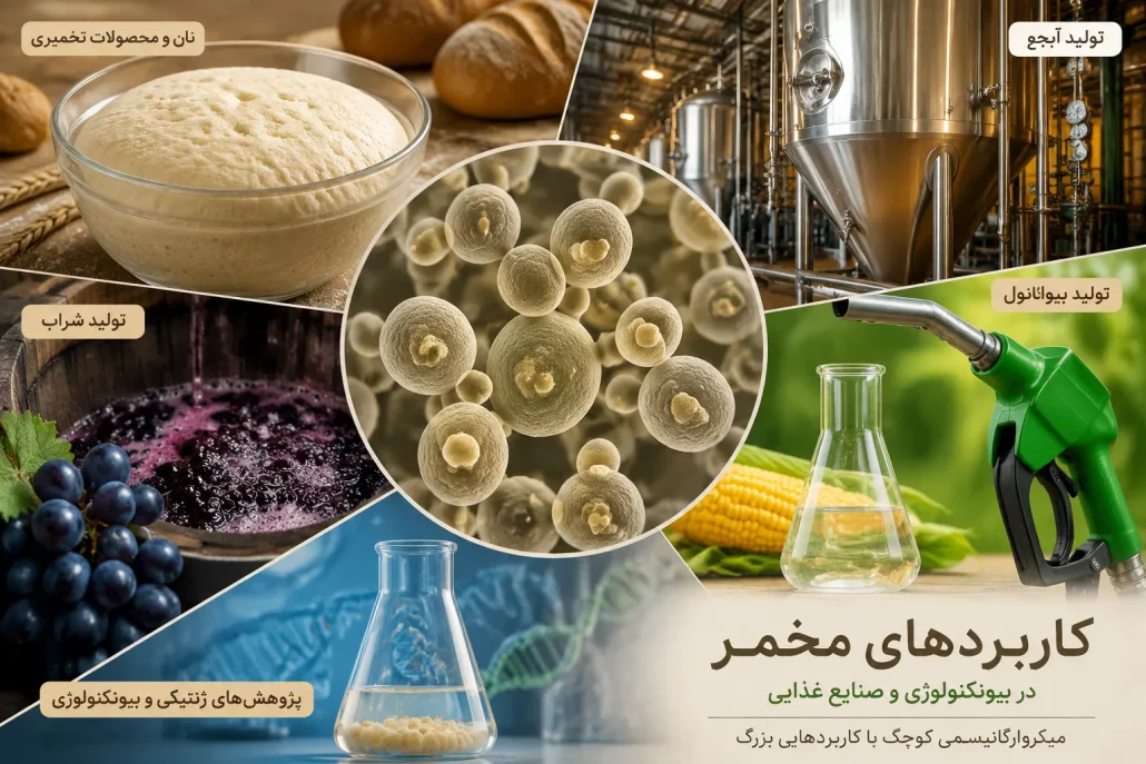 کاربردهای تولید مثل مخمر در صنعت و زیست‌فناوری
