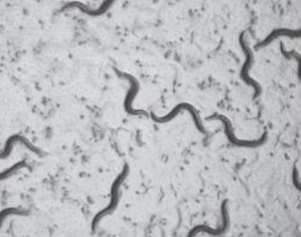شکل 25 کرم الگانس: پلیت کرم الگانس. لکههای تیره کوچک جنینهایی هستند که در حال خروج هستند و کرمهای بزرگسال به
صورت سینوسی در سطح حرکت میکنند.