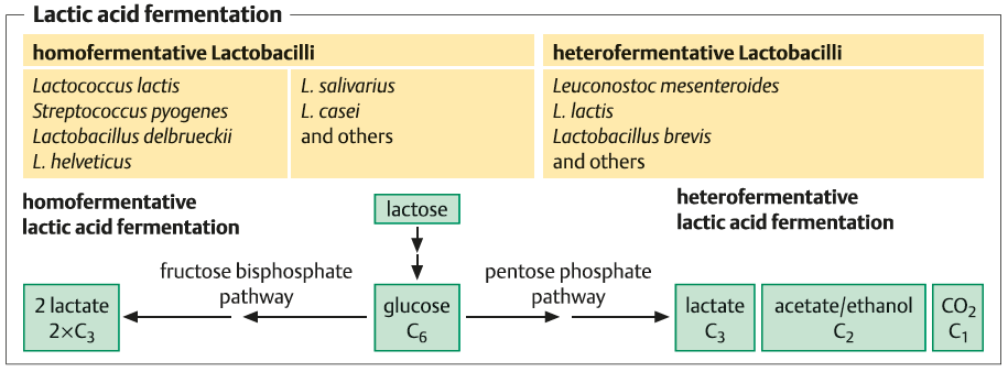 غذای های تخمیری و اسید لاکتیک - فرمنتیشن لاکتیک اسید