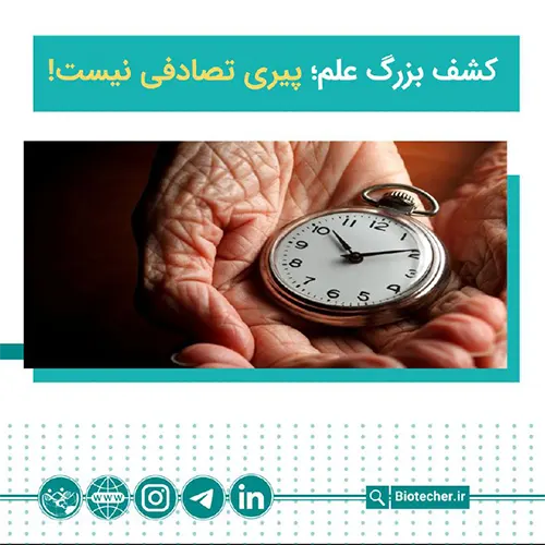 پیری دیگر سرنوشت نیست؛ اپتامرها کلید معکوس‌کردن سلول‌های زامبی